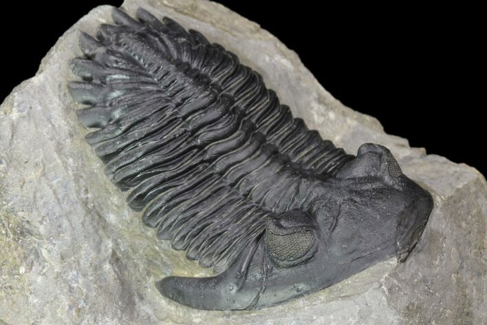 Hollardops Trilobite - Great Eye Facets #89227